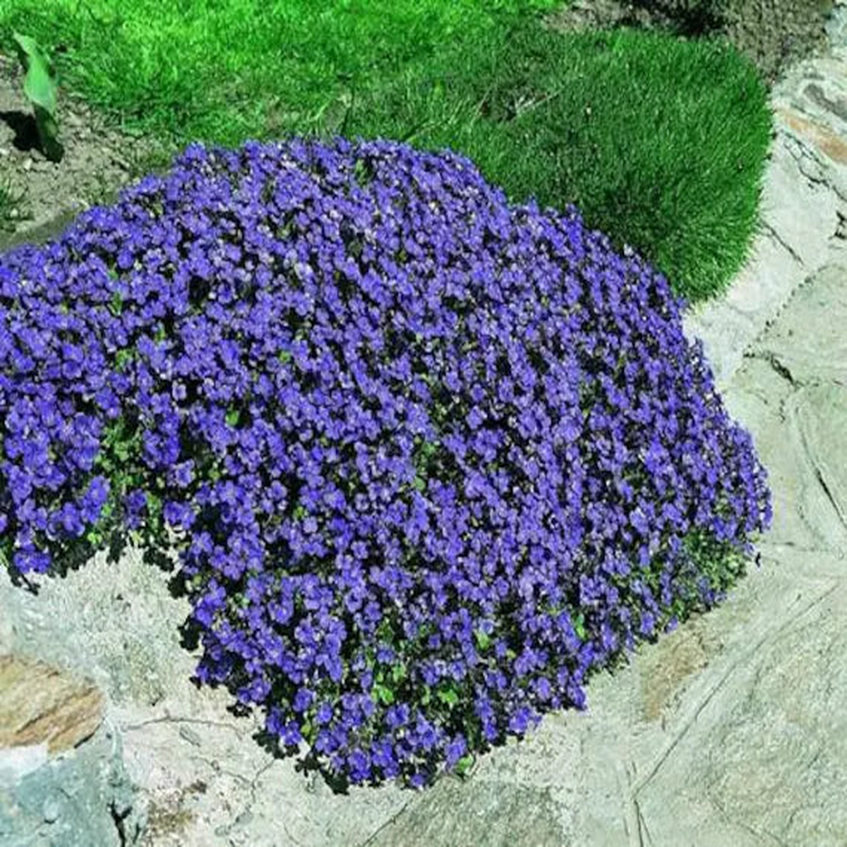 Dark Blue Aubrieta Cultorum Flower Seeds for Planting Hardy Variety Heirloom & GMO Free Seeds for Home Garden Sale