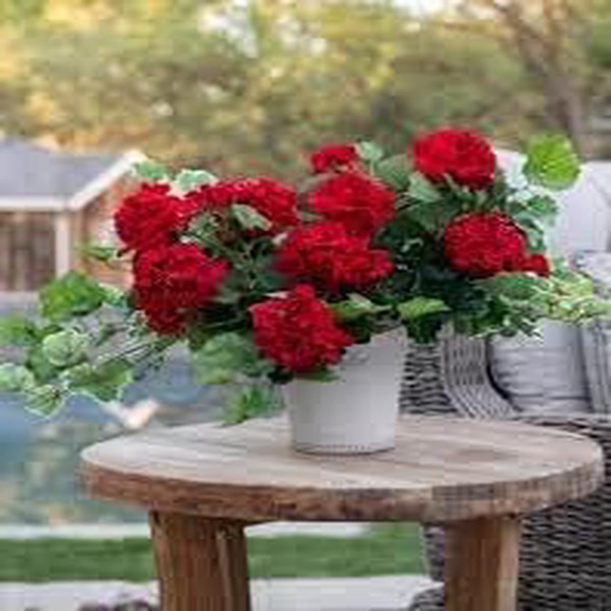 Dark Red Pelargonium Flower seeds for Planting - Garden Favorite, Heirloom & GMO Free Seeds for Home Garden