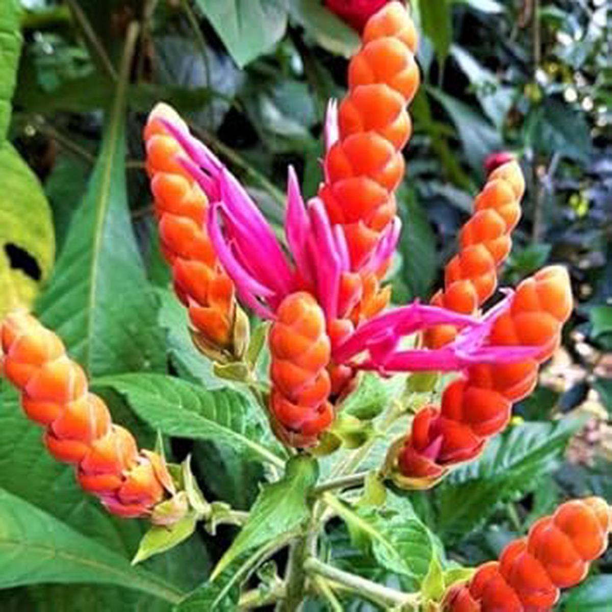 Deep Blue Pachystachys Lutea Seeds for Planting Organic, Heirloom, Non-GMO