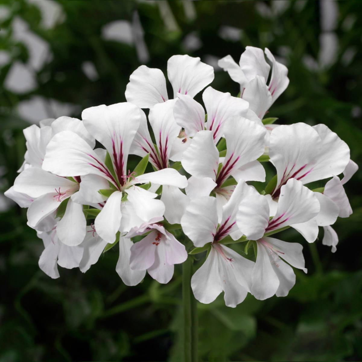 Fresh White Geranium Flower Seeds for Planting Heirloom Non-GMO | High Germination Organic Garden Seeds