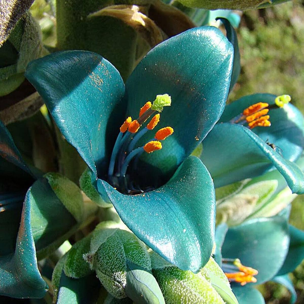 Heirloom Green Blue Puya Plant Seeds Exotic Flower Seeds for Garden Planting