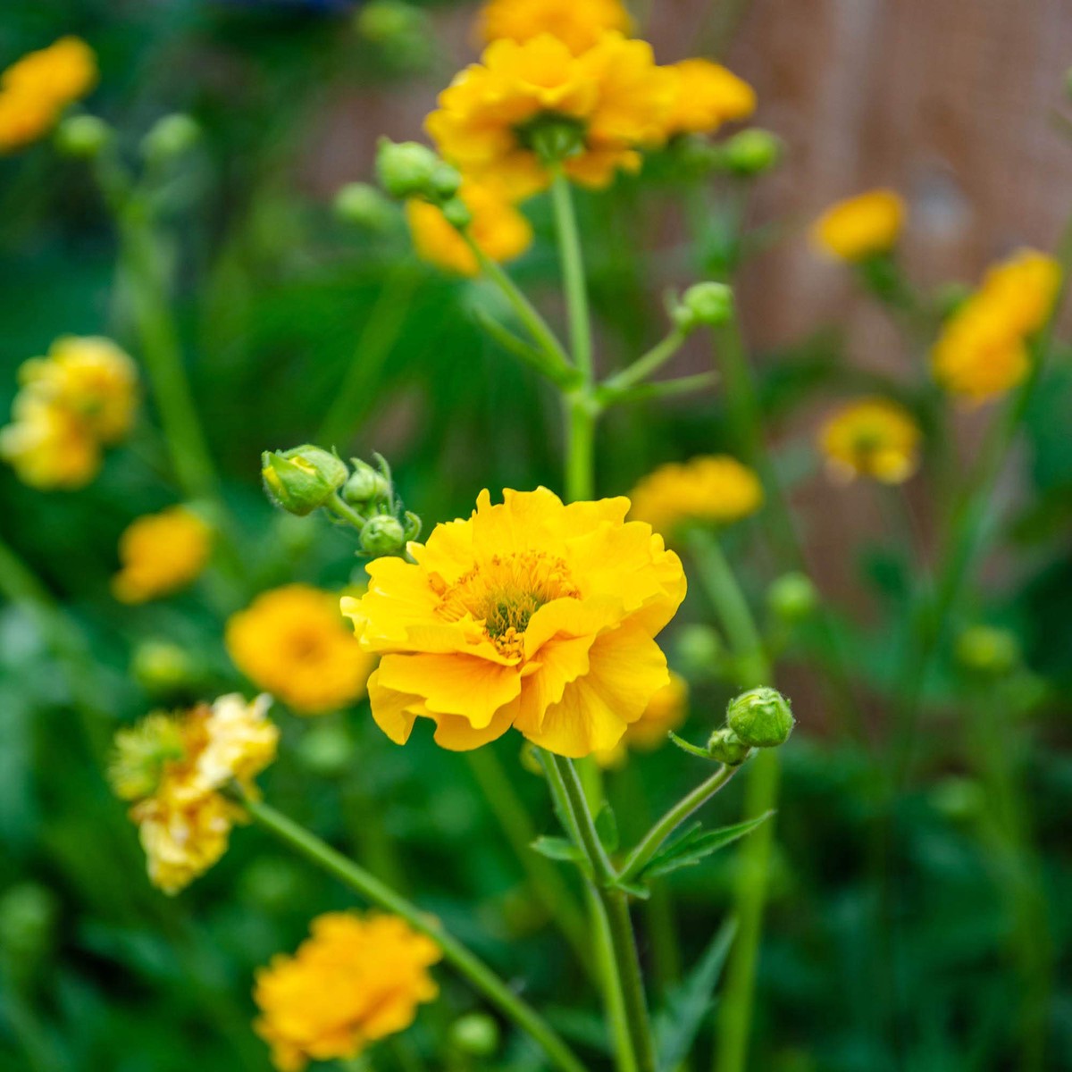 Heirloom Lady Stratheden Flower Seeds, Non-GMO Golden Globe Blooms for Classic Garden Planting