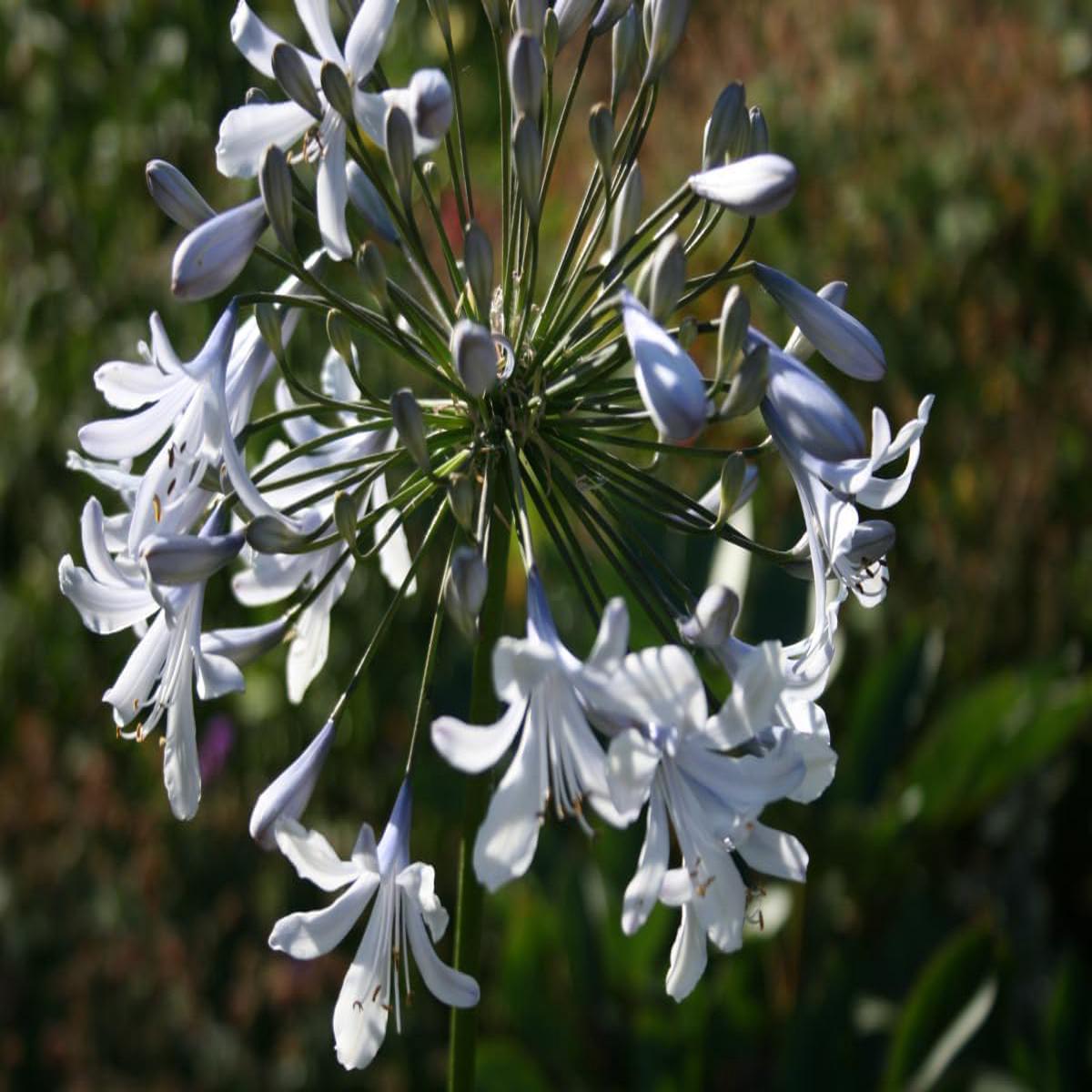 Heirloom Non-GMO Agapanthus Flower Seeds for Planting Lily of the Nile Elegant Garden Blooms