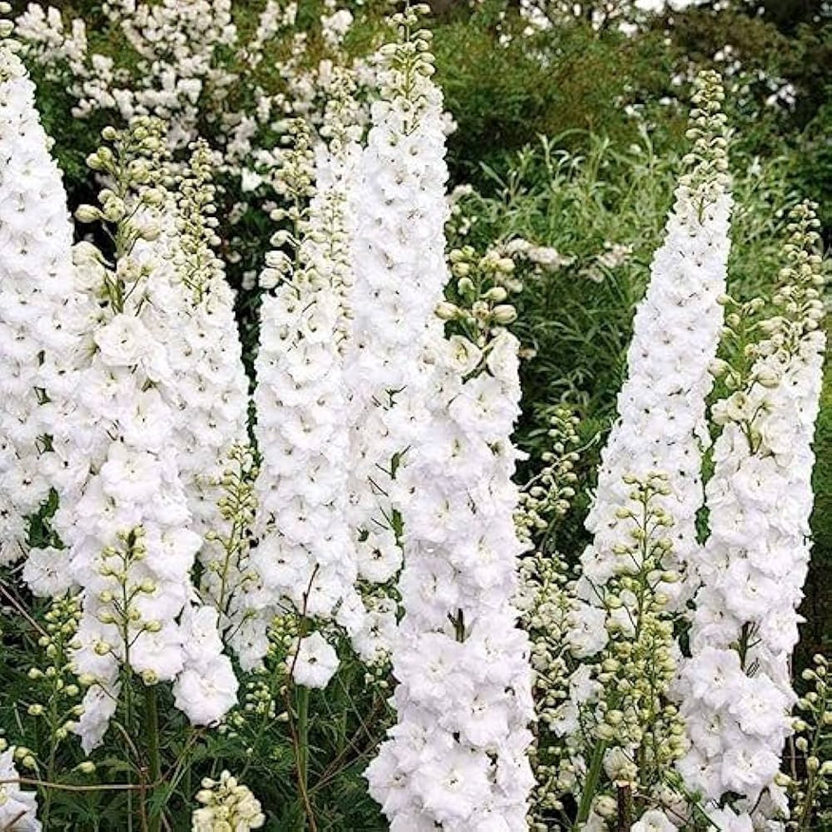 Heirloom Non-GMO Giant White Delphinium - Seeds for Stunning White Blooms in Your Garden