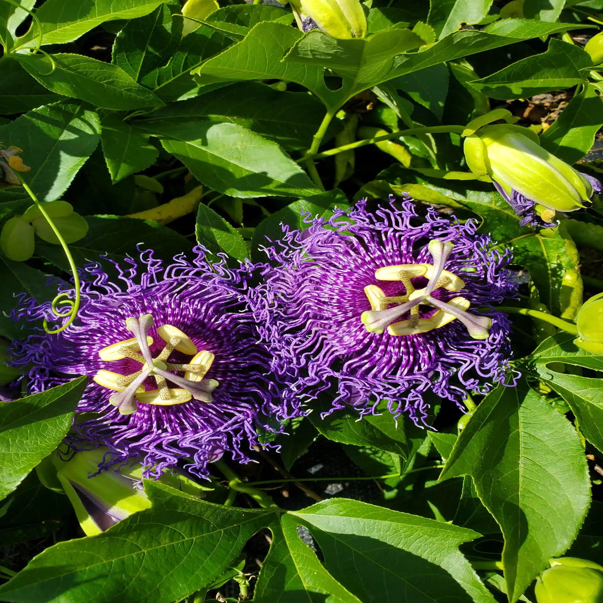 Heirloom Non-GMO Passion Flower Passiflora Seeds for Planting Exotic Climbing Vine Blooms | High Germination