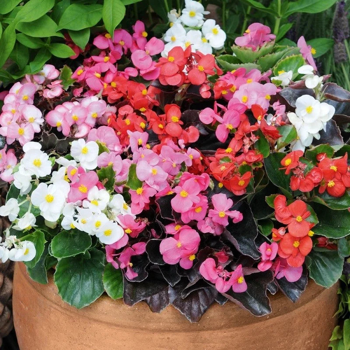 Herrlich Begonia Ambassador Mix Flower Seeds