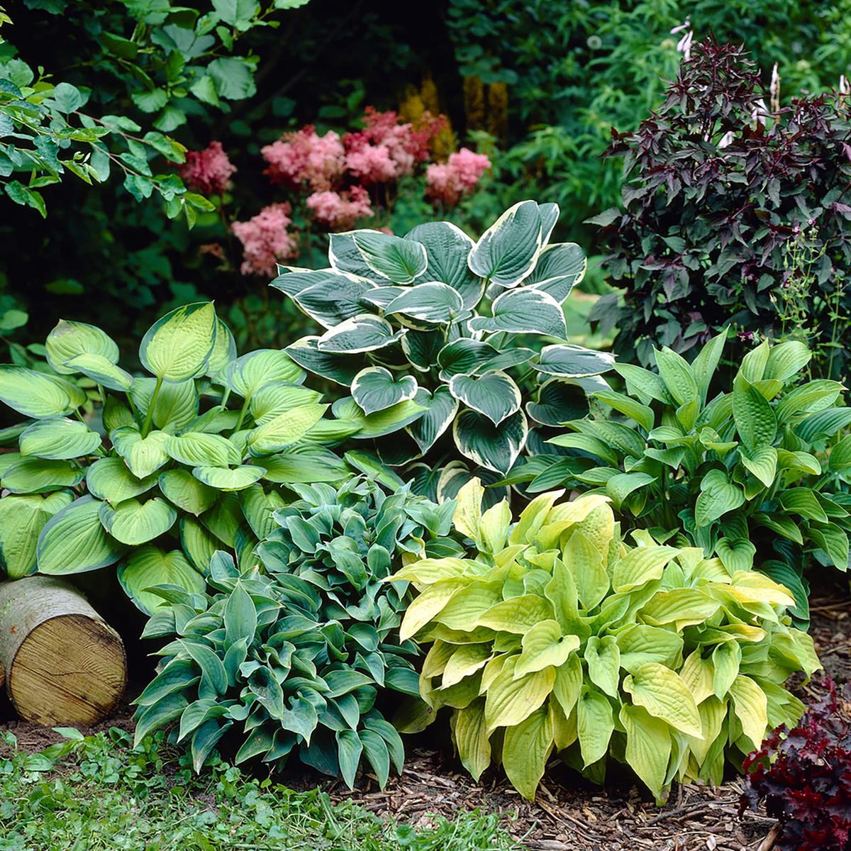 Hosta Coleus Flower Seeds for Planting | Heirloom Non-GMO Organic Garden Seeds