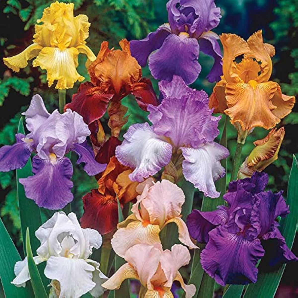 Iris Iris germanica Seeds for Planting in Perennial Garden and Flower Border