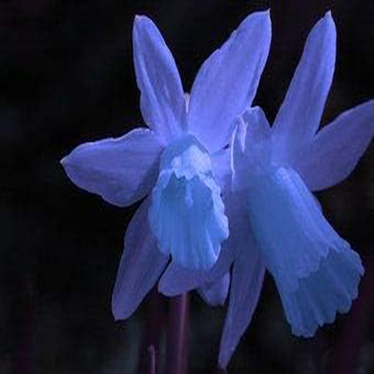 Light Blue Narcissus Flower Seeds Fresh Heirloom Seeds for Garden Planting, Non-GMO, High Germination Organic Seeds