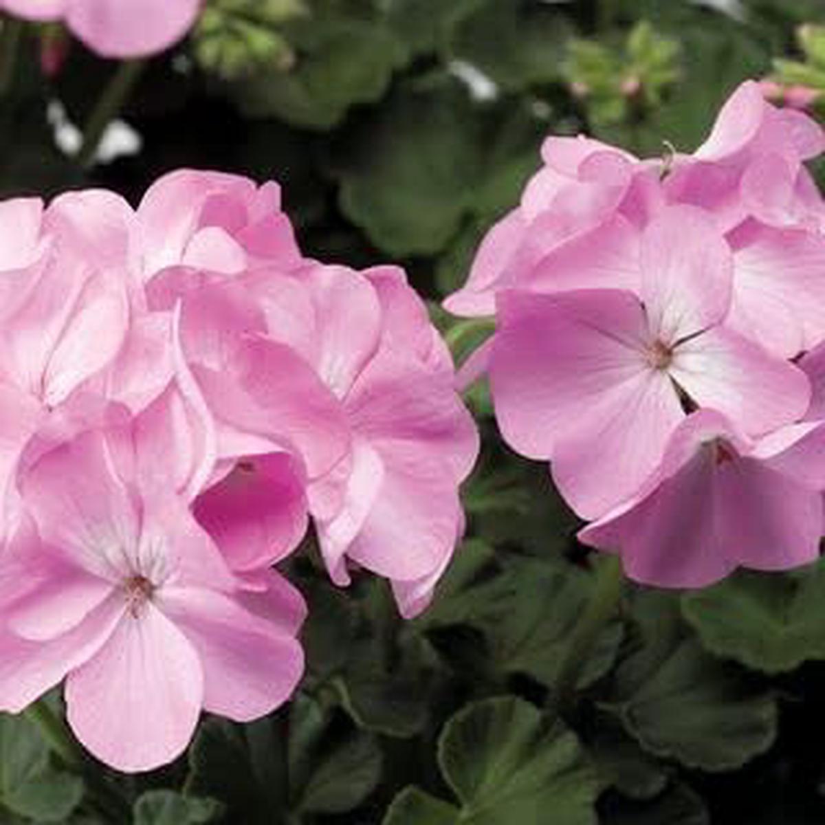 Light Pink Geraniums Flower Seeds for Planting Heirloom, Non-GMO, Pollinator-Friendly Organic Seeds
