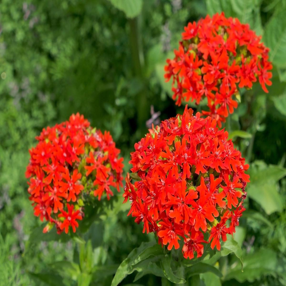 Lychnis Chalcedonica Flower seeds for Planting Colorful Display Heirloom & GMO Free Seeds for Home Garden Sale