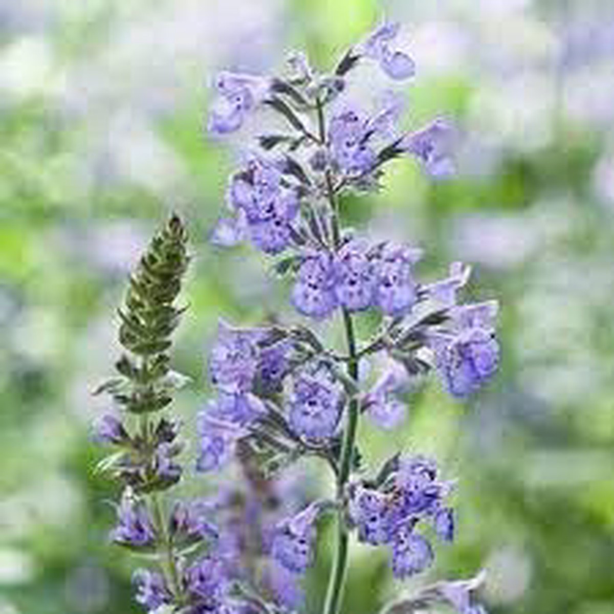 Nepeta Racemosa Flower Seeds for Planting Heirloom, Non-GMO, High Germination Organic Garden Seeds