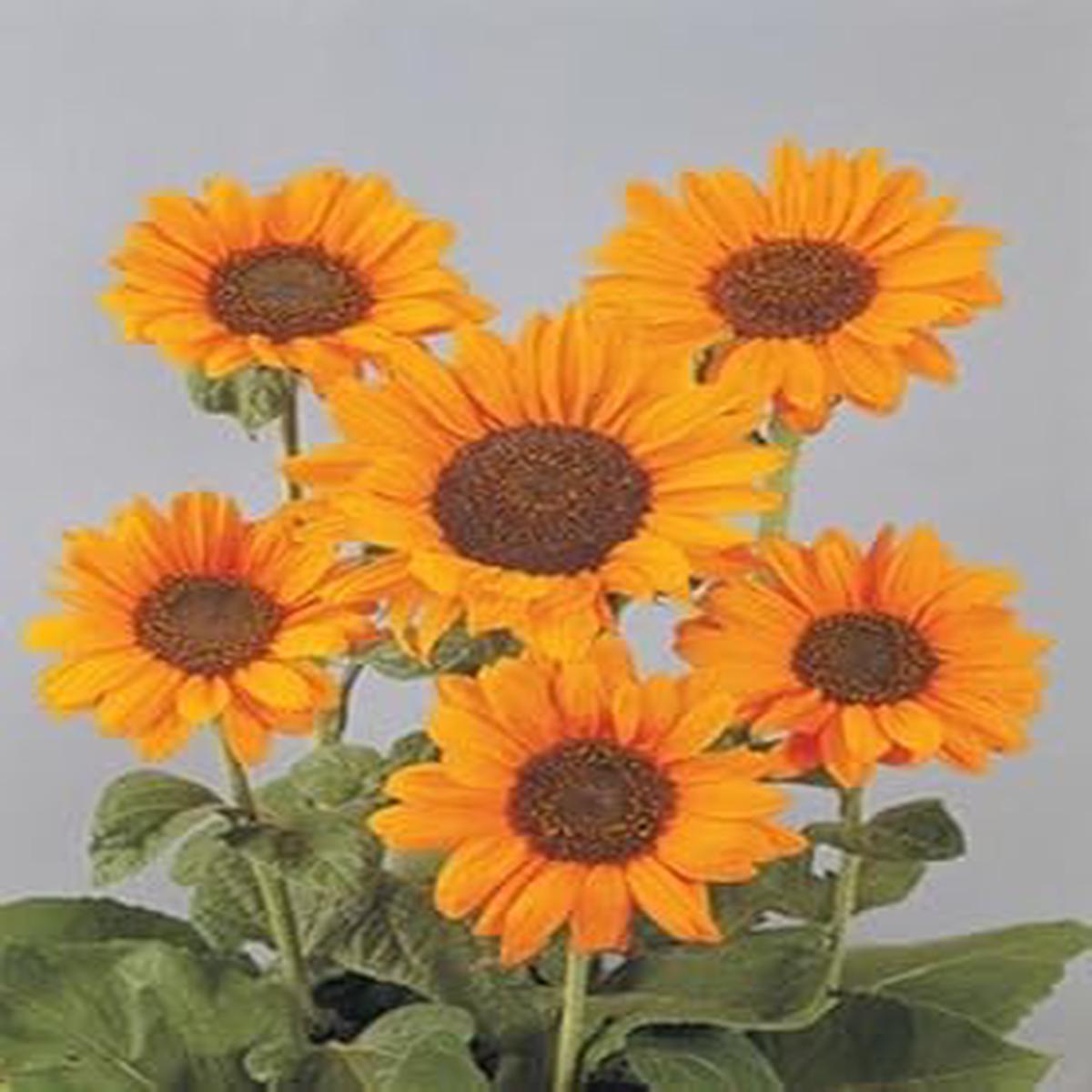 Orange Helianthus Flower Seeds for Planting Organic Heirloom Non-GMO Sunflower Seeds