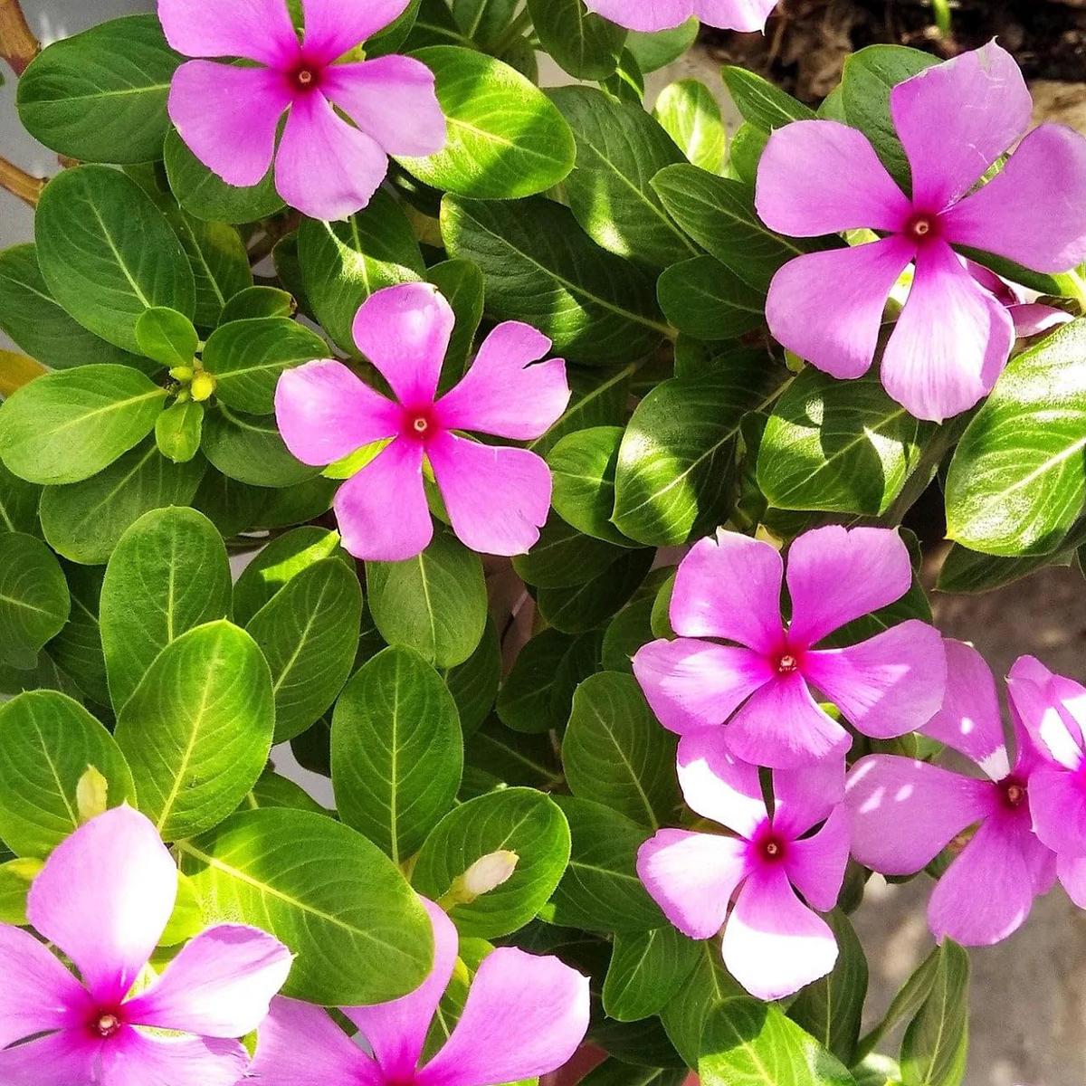 Ornamental Pots in Garden Vinca Nayantara Flower Seeds