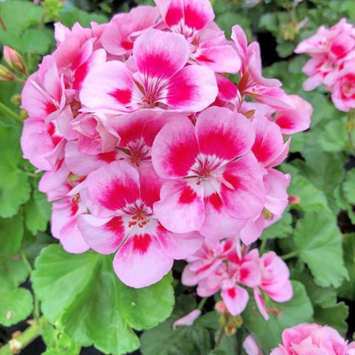 Peach Geranium Pelargonium Seeds for Planting Heirloom Non-GMO Organic Garden Seeds, High Germination