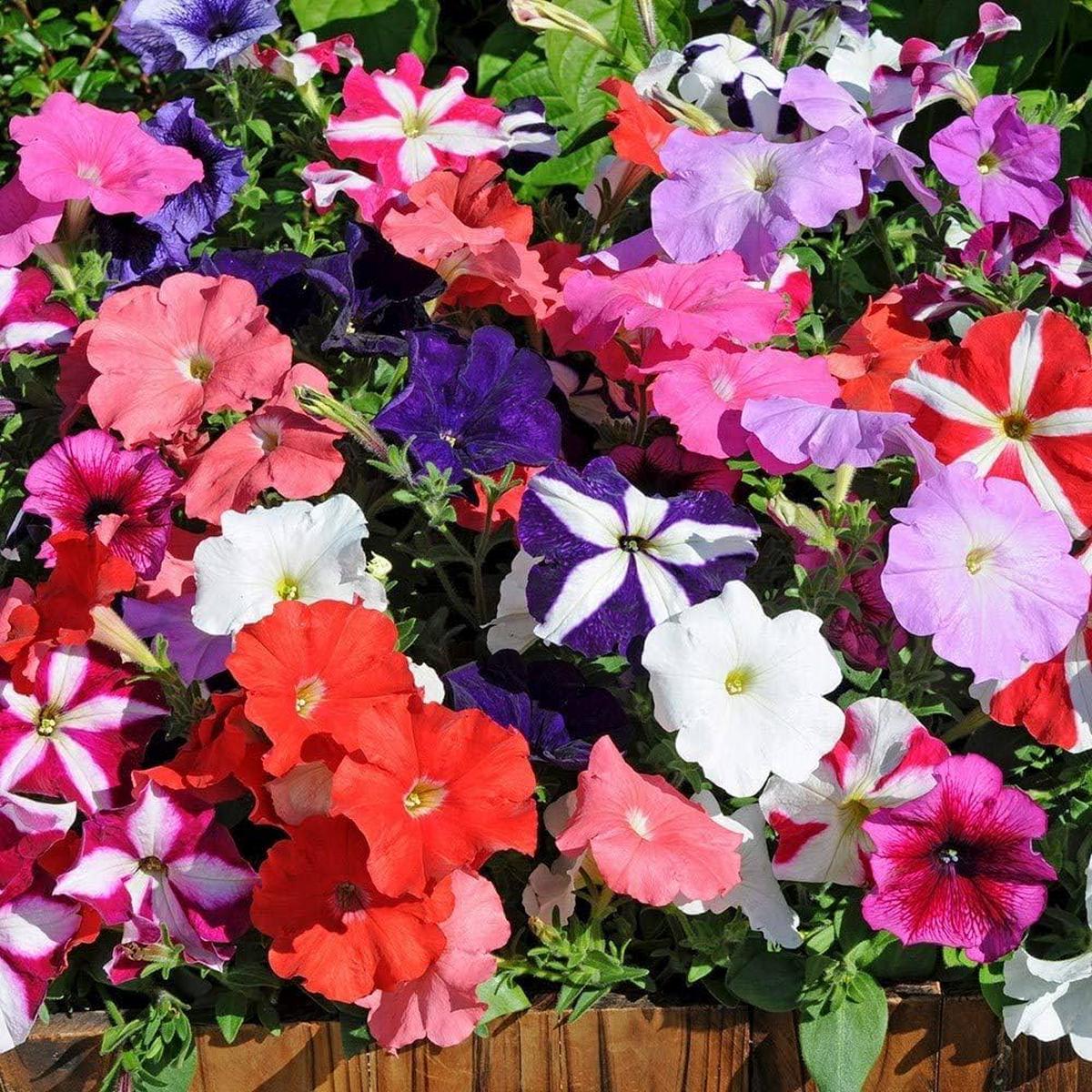 Petunia Seeds Petunia for Planting in Flower Bed & Garden