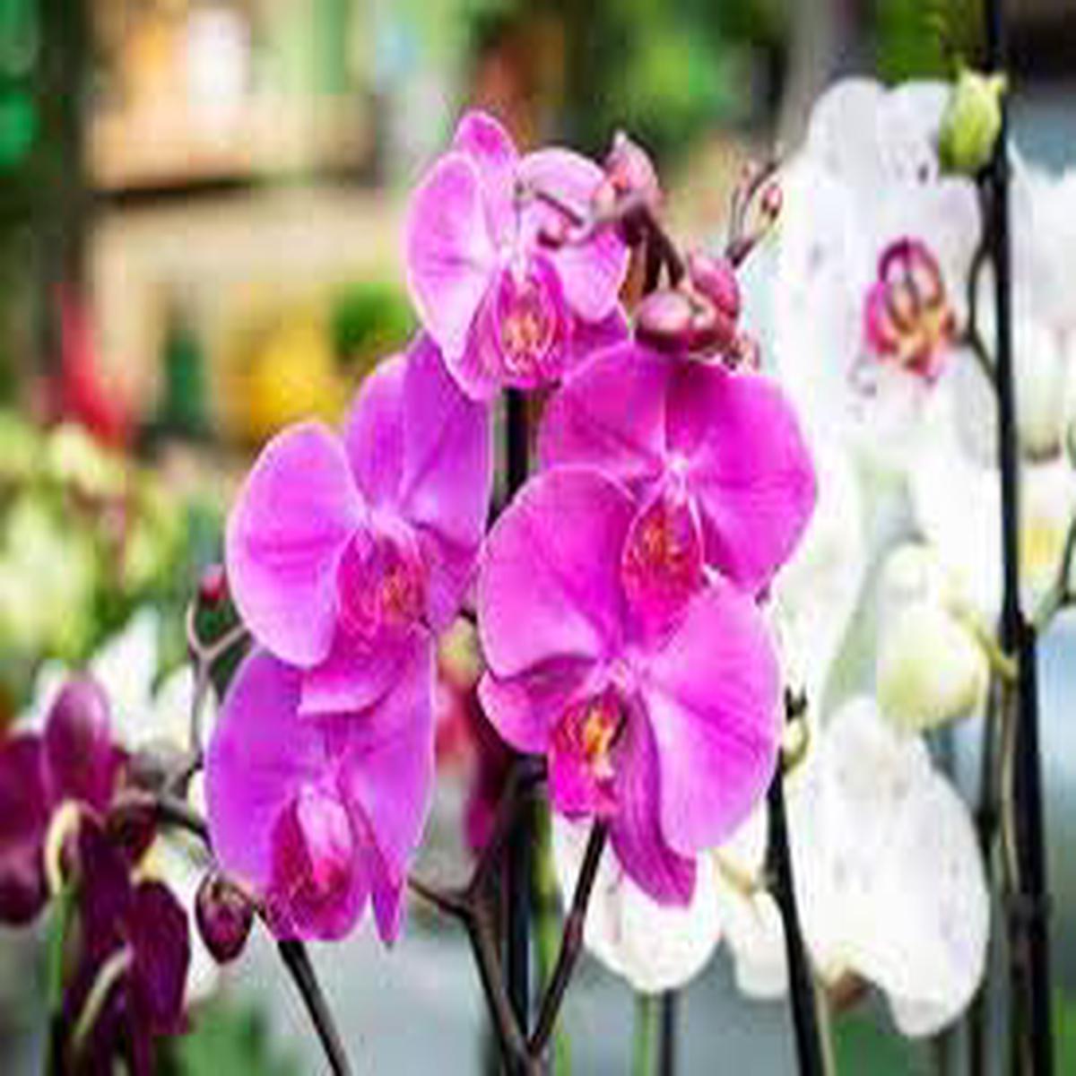 Phalaenopsis Flower seeds for Planting Sun Loving Heirloom & GMO Free Seeds for Home Garden