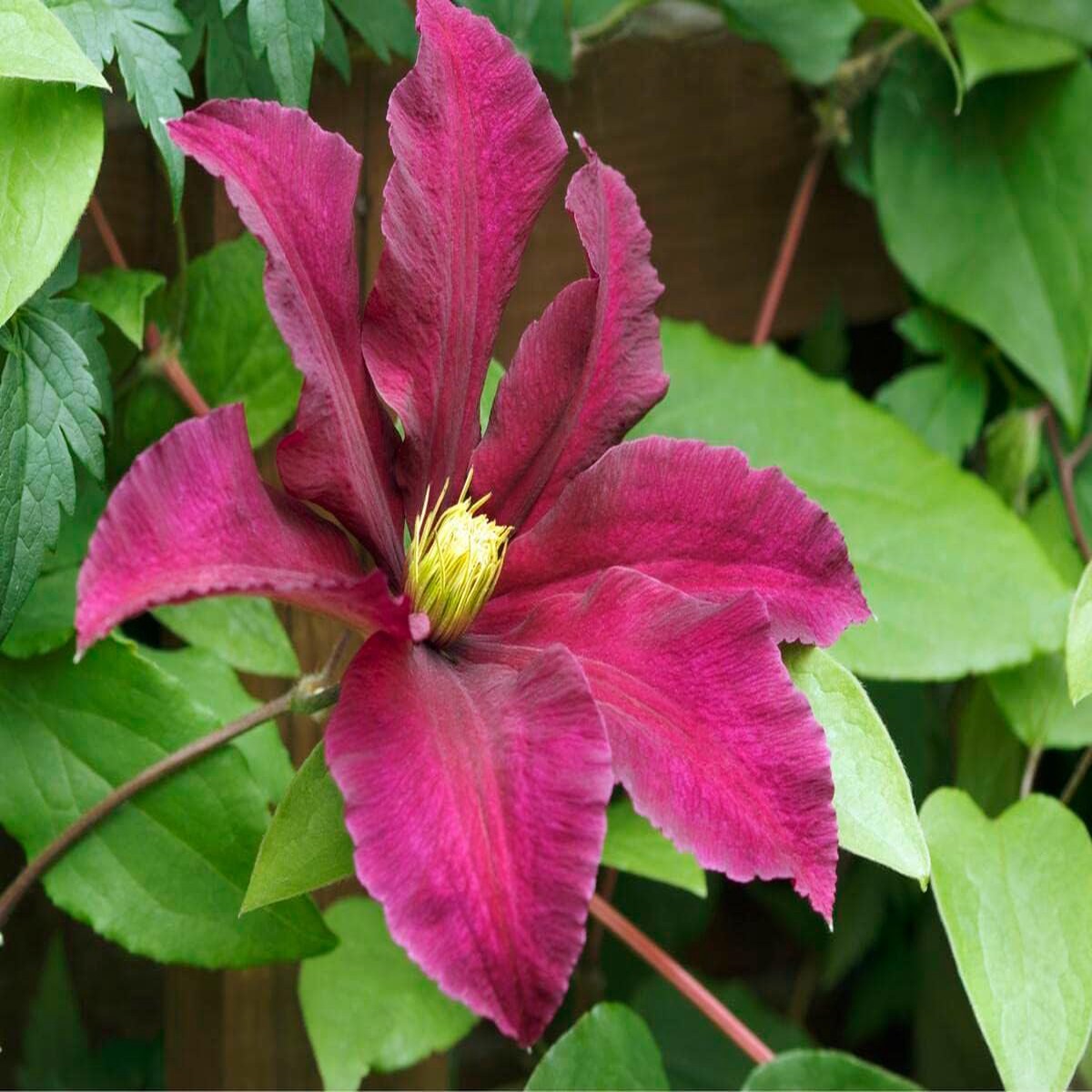 Pink Yellow Clematis Flower seeds for Planting - Cottage Garden Essential, Heirloom & GMO Free Seeds for Home Garden