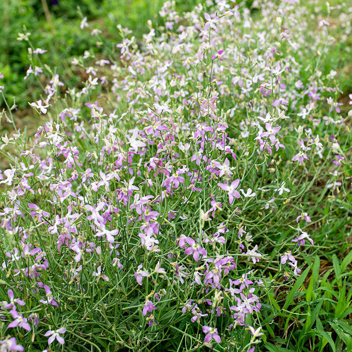 Purple Mixed EveningScented Flower Seeds for Planting Low Maintenance Heirloom & GMO Free Seeds for Home Garden Sale