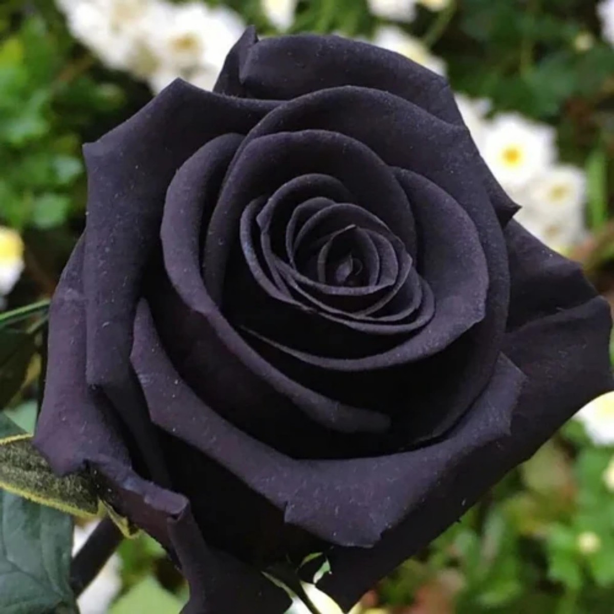 Rare Black Rose Seeds for Planting Heirloom, Non-GMO, Unique, Perennial