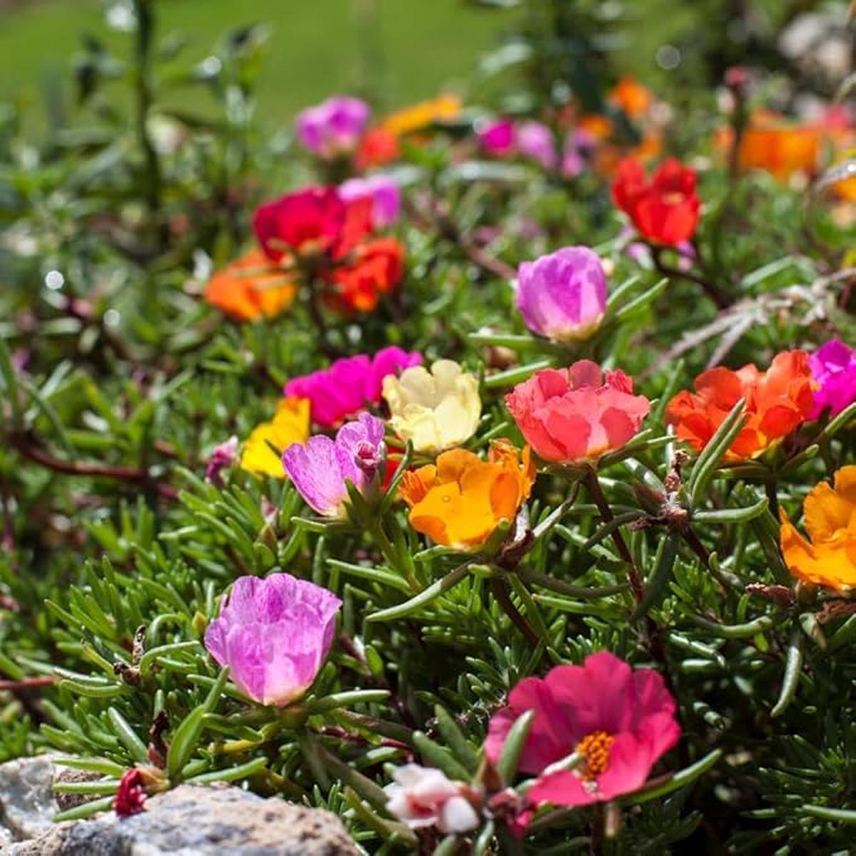 Rose Rosa Hybrida mixed Flower seeds for Planting in home garden or vertical garden trellis