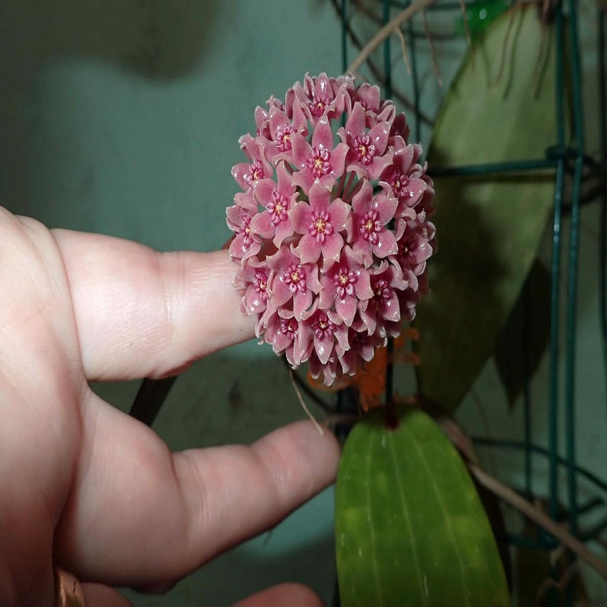 Violet Hoya Flower Seeds Heirloom Non-GMO Tropical Seeds for Planting