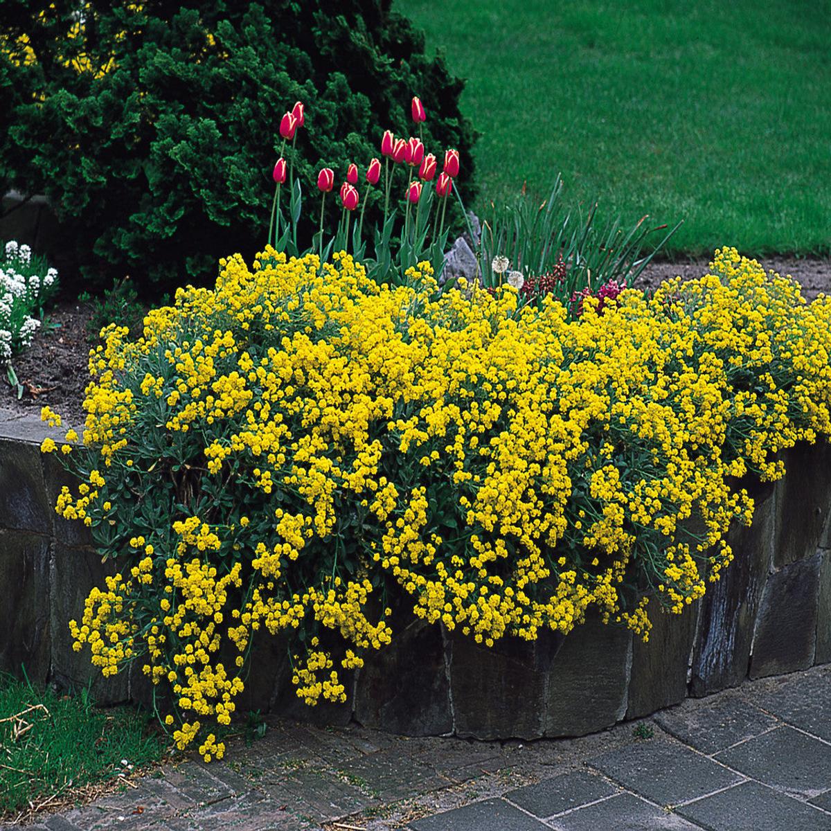 Yellow Aubrieta Flower Seeds for Planting Heirloom, Non-GMO, High Germination Organic Garden Seeds