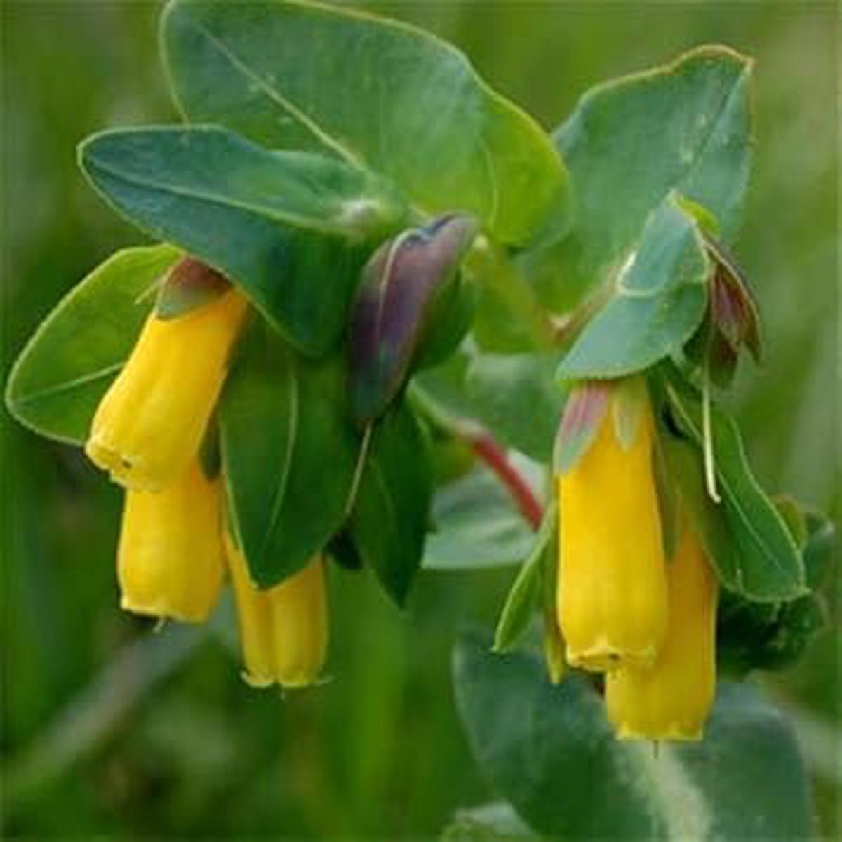 Yellow Cerinthe Flower seeds for Planting - Perfect for Borders, Heirloom & GMO Free Seeds for Home Garden
