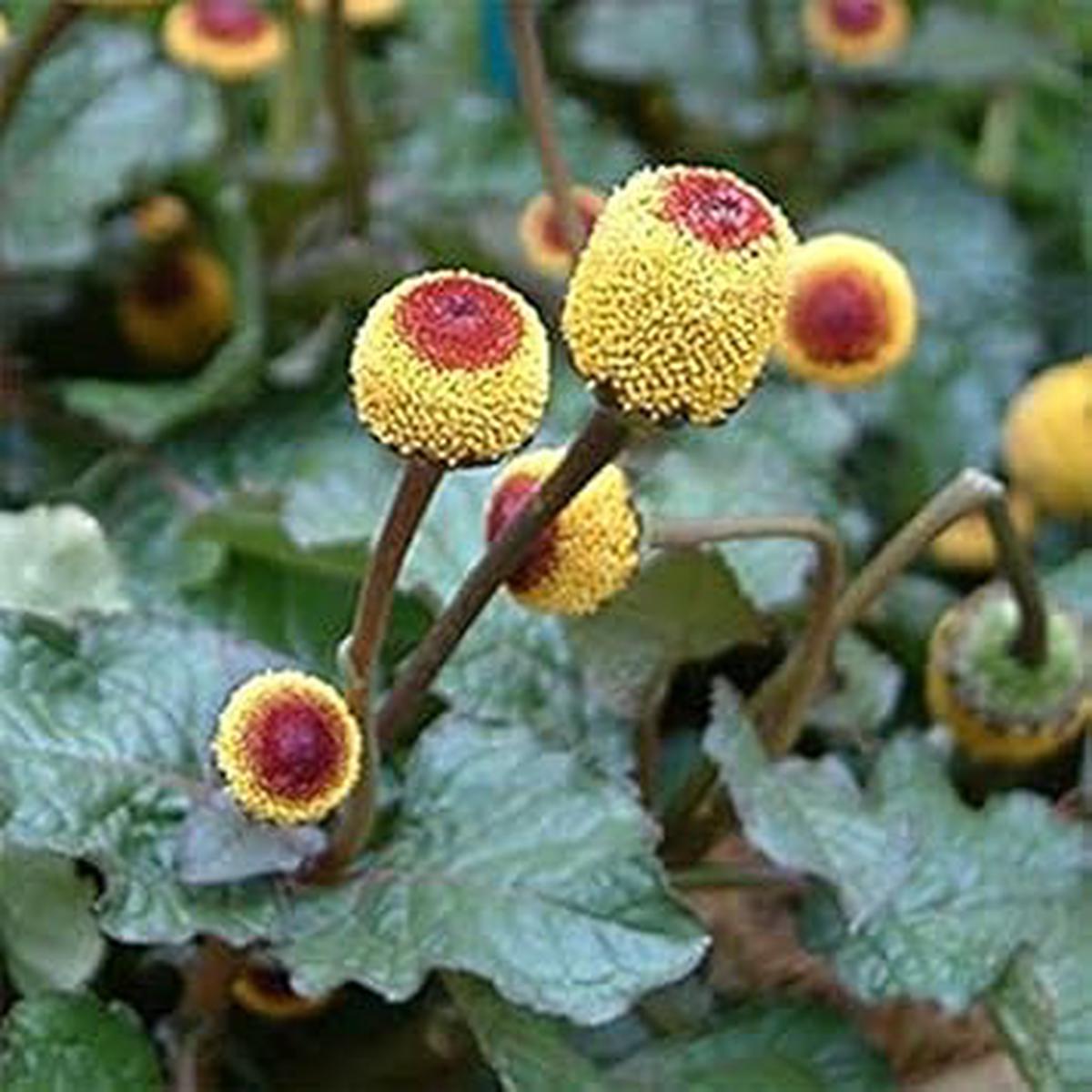 Yellow Toothache Flower seeds for Planting - Pollinator Friendly, Heirloom & GMO Free Seeds for Home Garden