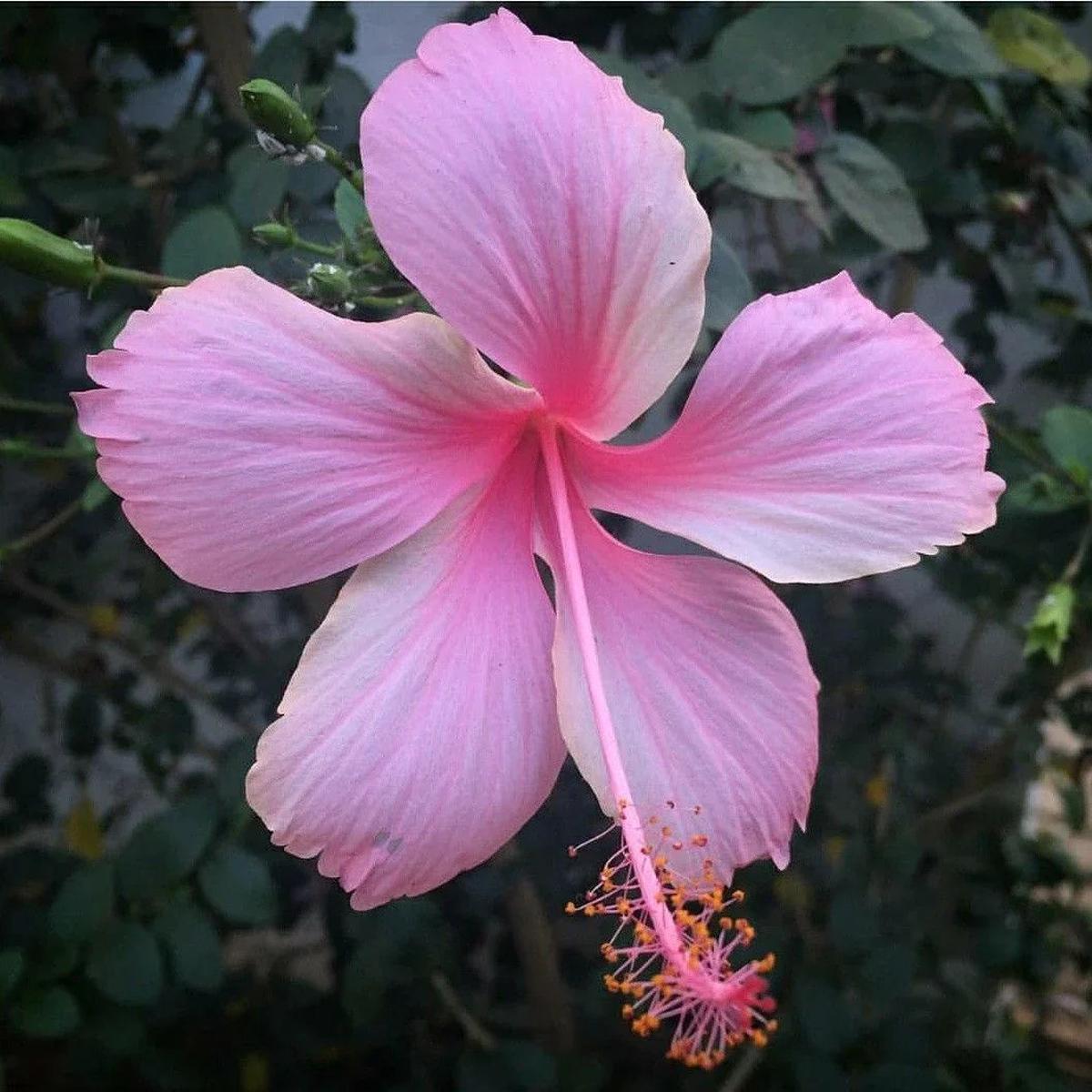 Baby Pink Hibiscus Flower seeds for Planting Garden Favorite Heirloom & GMO Free Seeds for Home Garden Sale