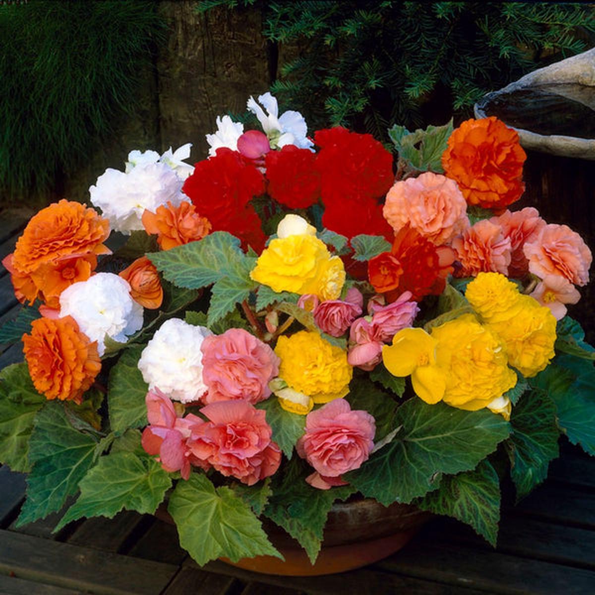 Begonia Flower seeds for Planting Compact Growth Heirloom & GMO Free Seeds for Home Garden