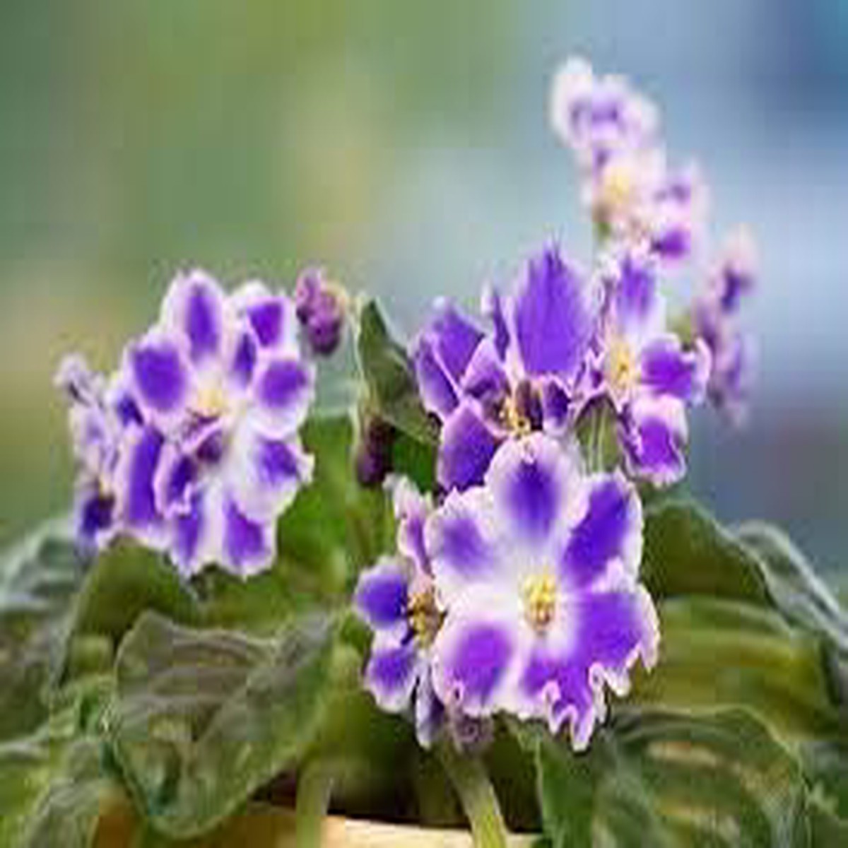 Blue & Pink Saintpaulia Flower Seeds for Planting Heirloom Non-GMO High Germination Organic Garden Seeds