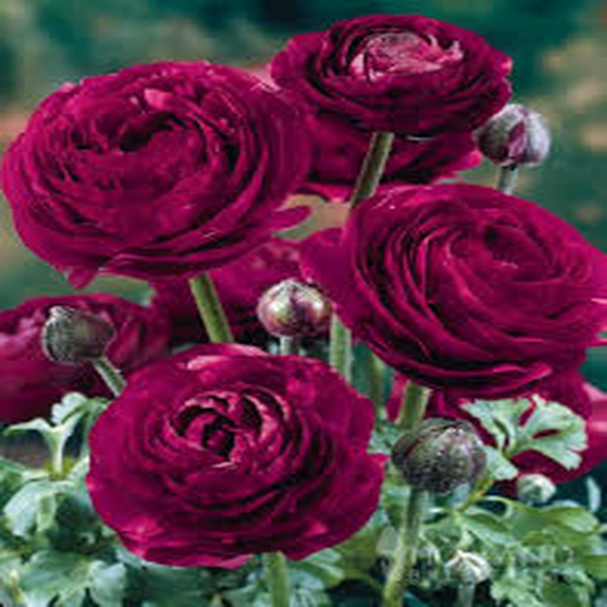 Burgundy Ranunculus Flower Seeds Hardy Variety Heirloom NonGMO Organic Garden Seeds for Planting Sale