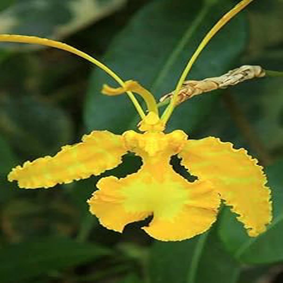 Butterfly Orchid Flower seeds for Planting - Colorful Display, Heirloom & GMO Free Seeds for Home Garden