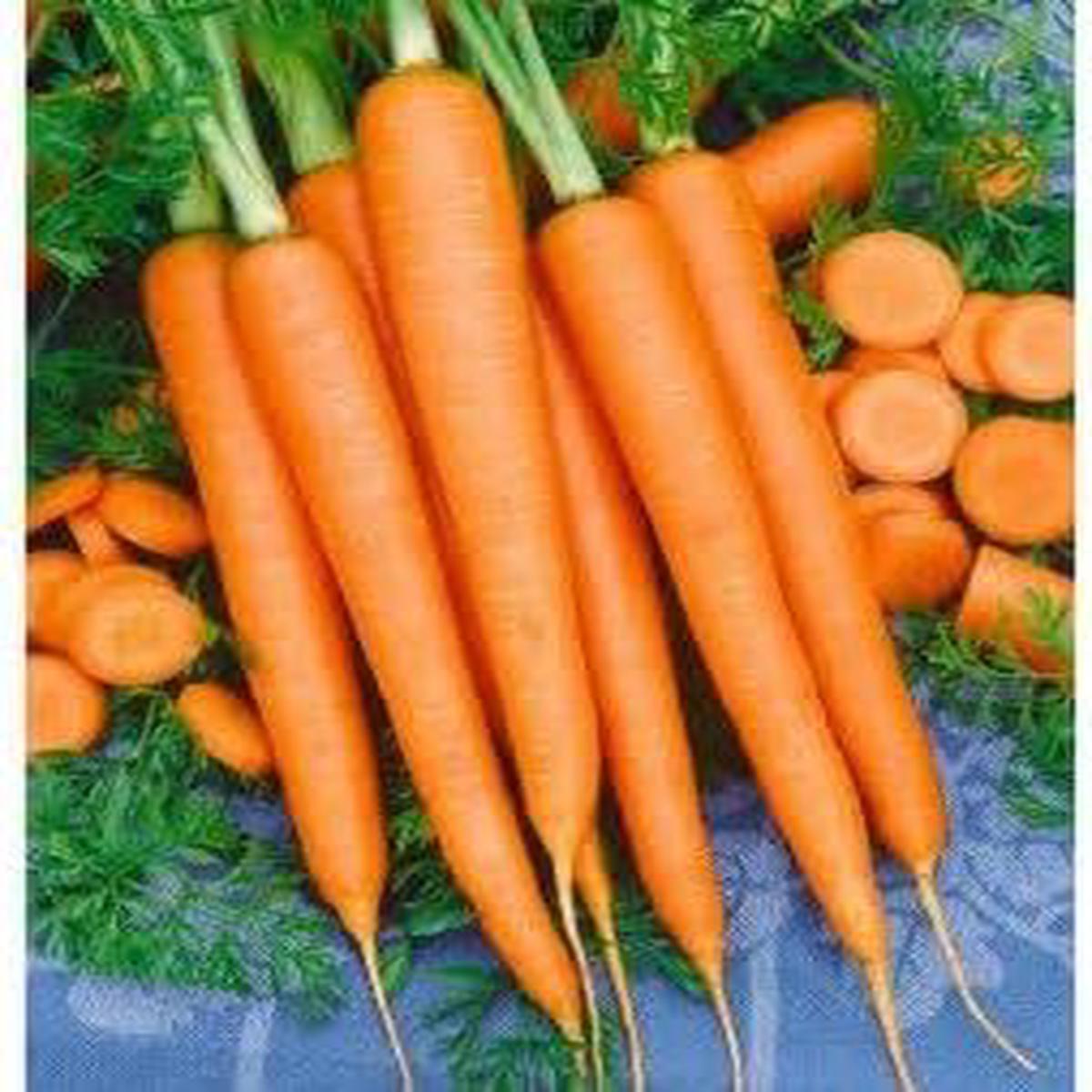 Carrot Flower Seeds Heirloom, Non-GMO, High Germination Organic Garden Seeds for Pollinator-Friendly Planting