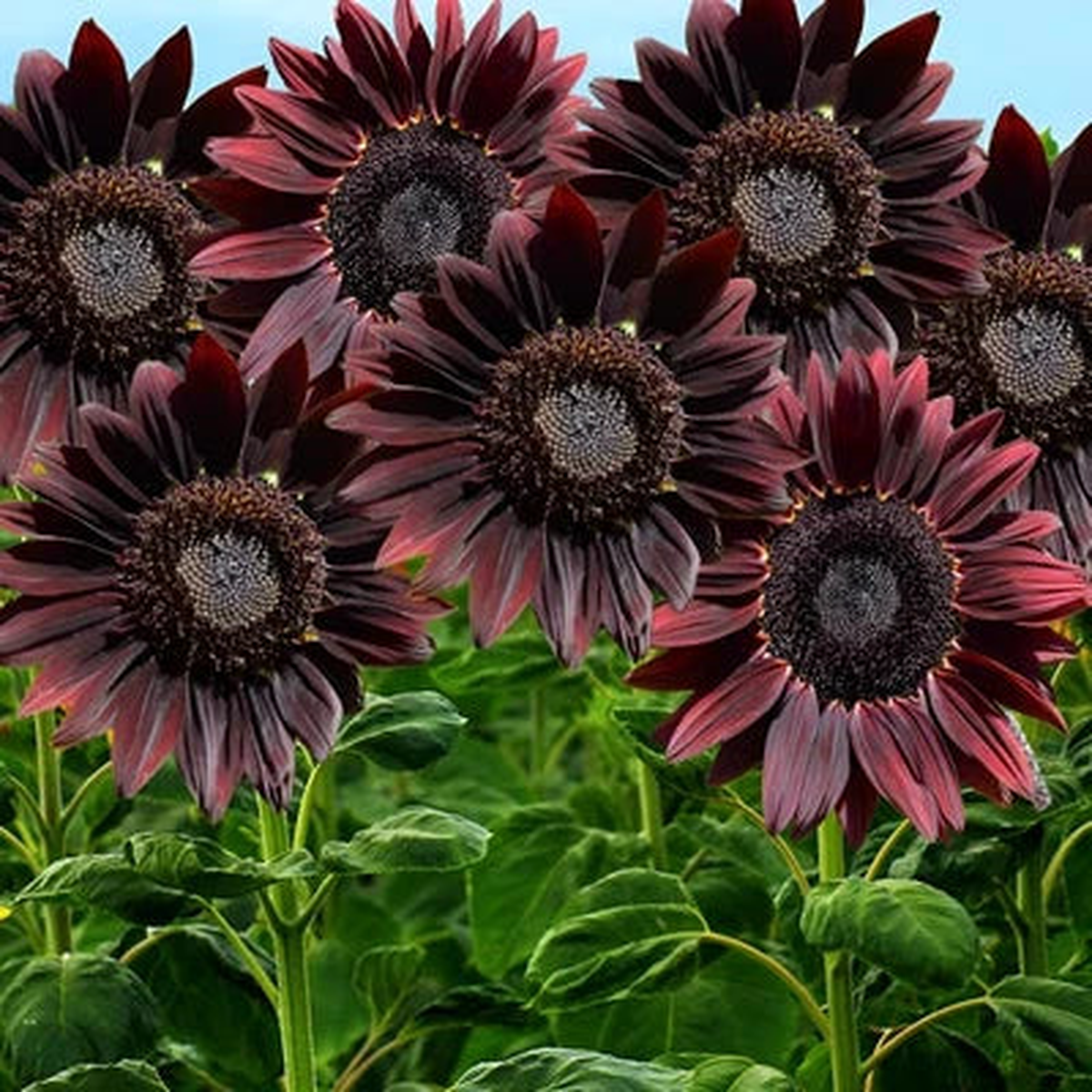 Chocolate Cherry Sunflower Seeds Deep Red to Chocolate Blooms, Heirloom & Non-GMO