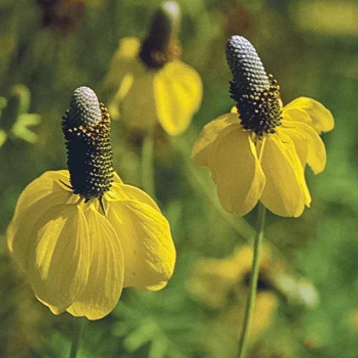 Coneflower, Yellow Prairie (1/4 lb)