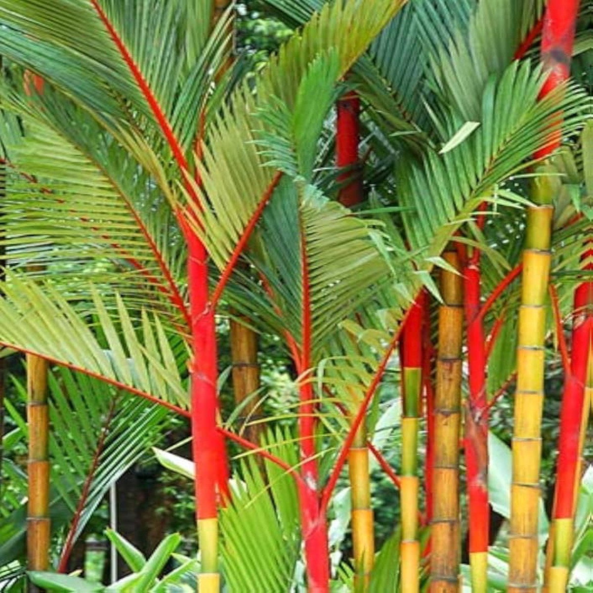 Costa Rica Red Bamboo Seeds for Planting garden landscape