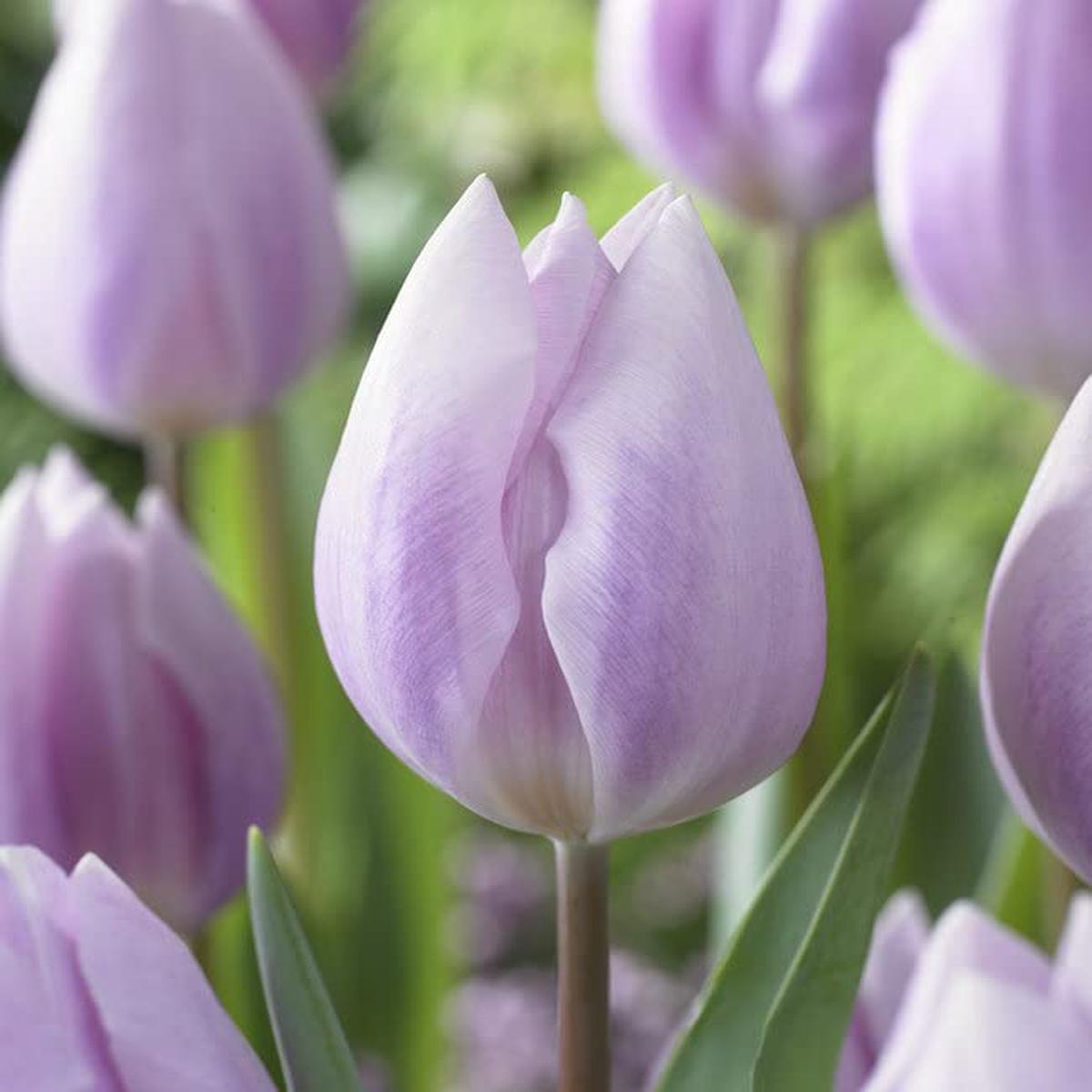 Cream Cream Tulip Ice Tulipa Ice For Planting In Flower Bed Flower Seeds for Home Garden Planting,
