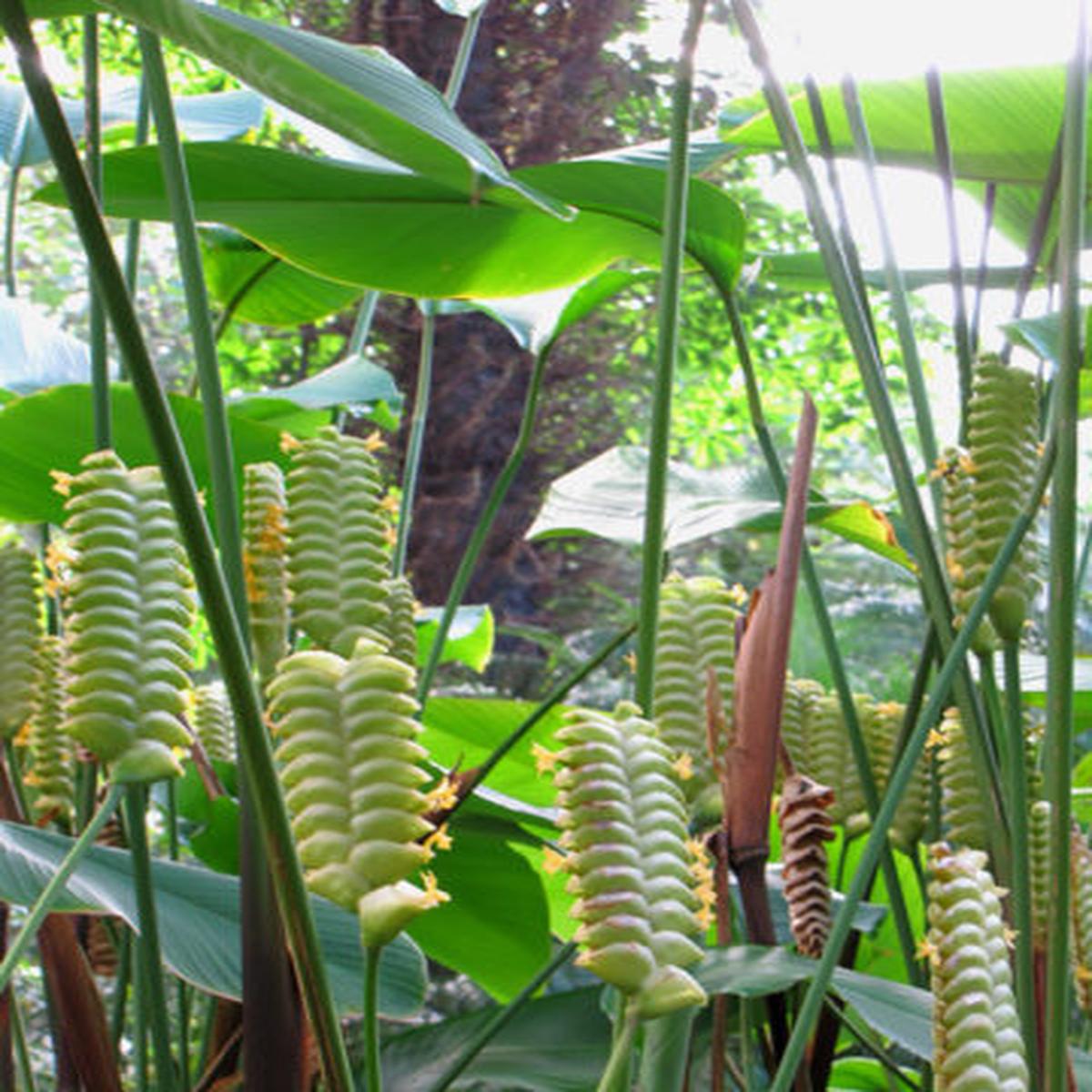 Cream Green Calathea Lutea Flower seeds for Planting - Vibrant Colors, Heirloom & GMO Free Seeds for Home Garden