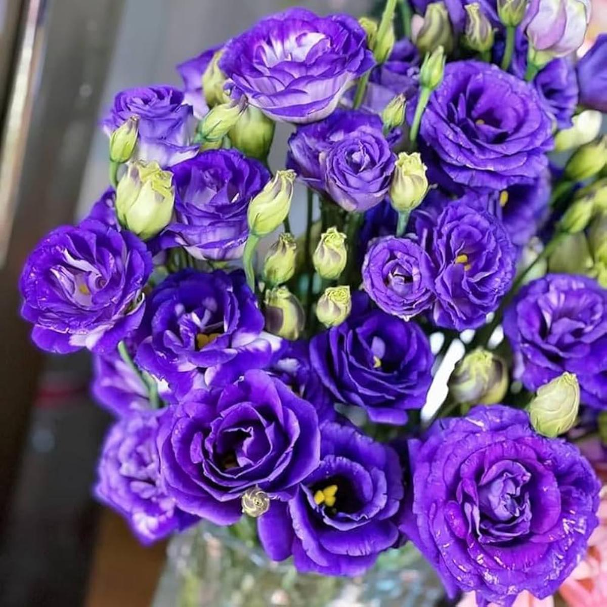 Dark Purple Blue Gloxinia Flower Seeds for Planting - Heirloom, Non-GMO, Organic Garden Seeds for Home Garden