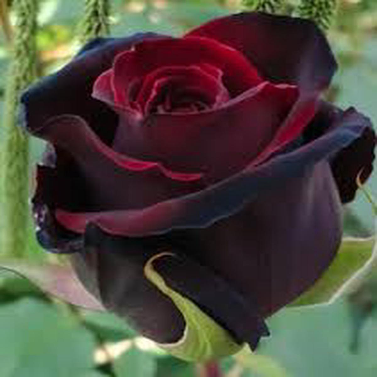 Deep Red Rose Flower Seeds for Planting Heirloom, Non-GMO, High Germination, Low Maintenance for Home Garden