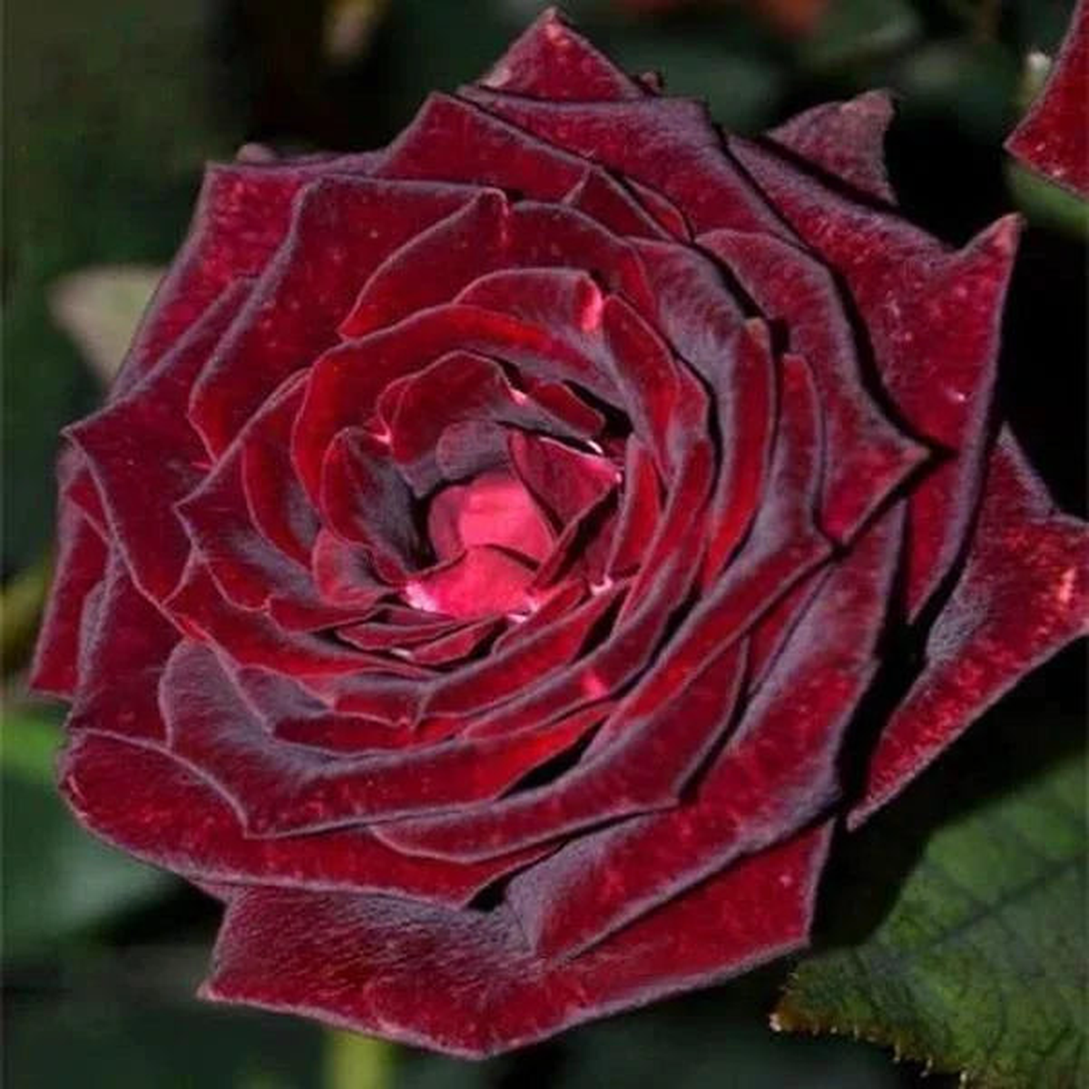 Deep Red Rose Flower Seeds Heirloom Non-GMO High Germination Organic Garden Seeds for Planting