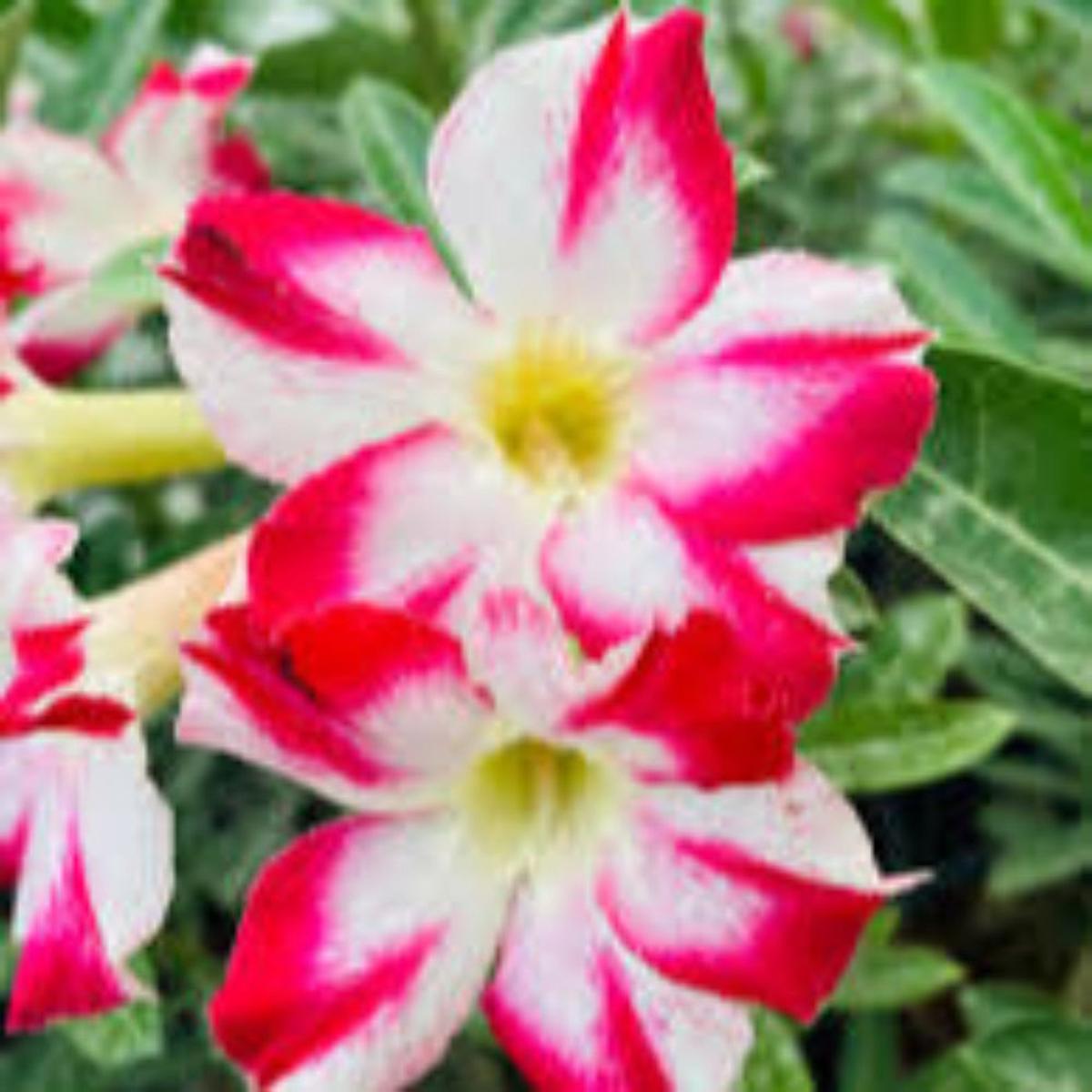 Desert Rose (Adenium Obesum) Flower Seeds for Planting Heirloom, Non-GMO, Drought-Tolerant