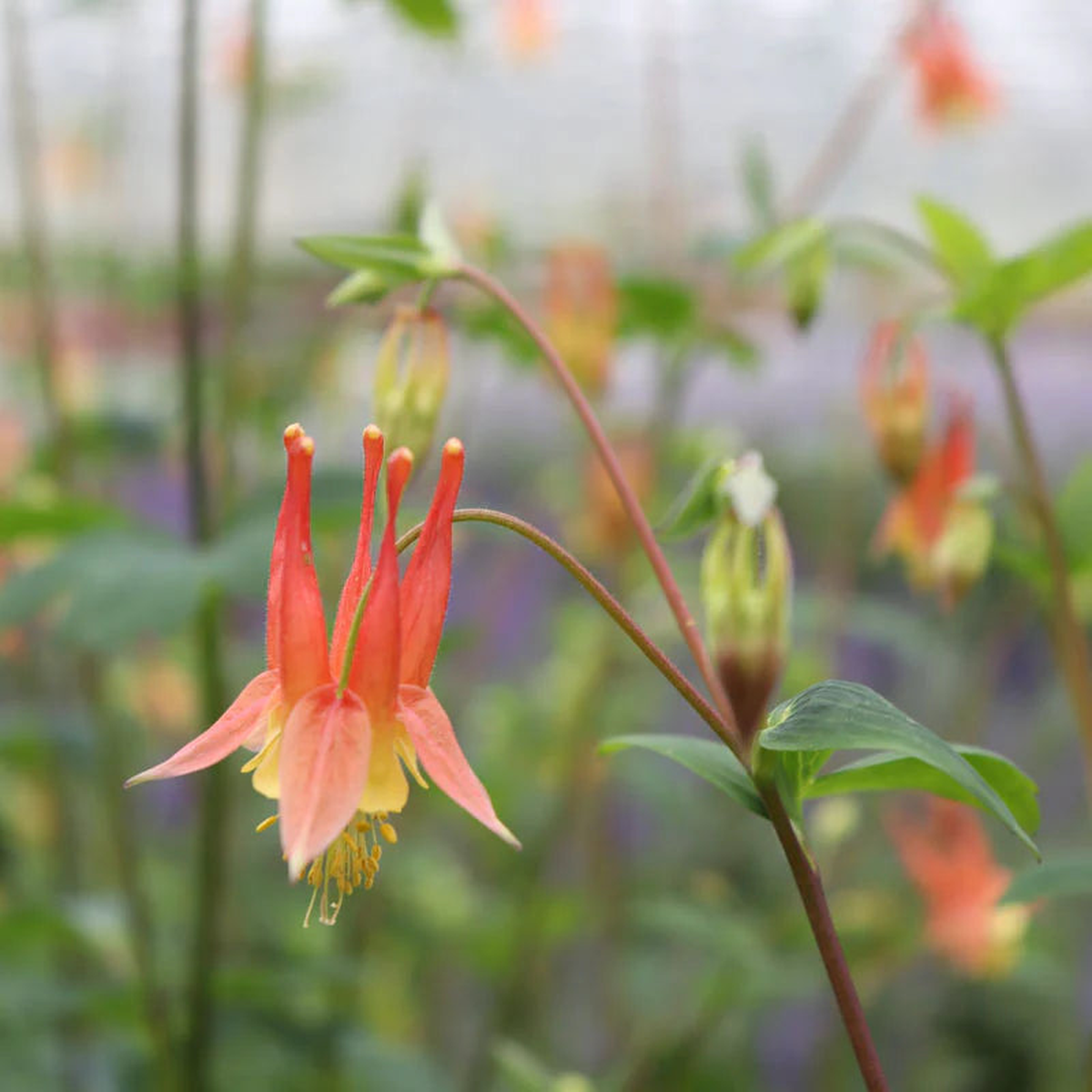 Double Orange Yellow Columbine Flower Seeds for Planting Heirloom, Non-GMO, Pollinator-Friendly, Perennial