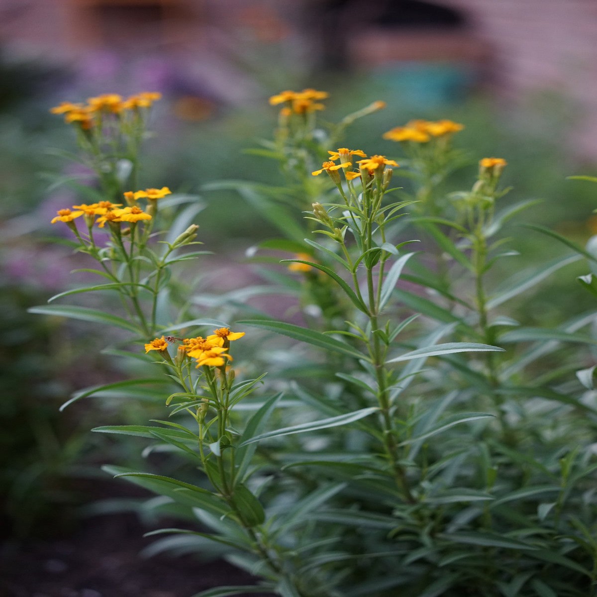 Estragon Flower seeds for Planting - Garden Favorite, Heirloom & GMO Free Seeds for Home Garden