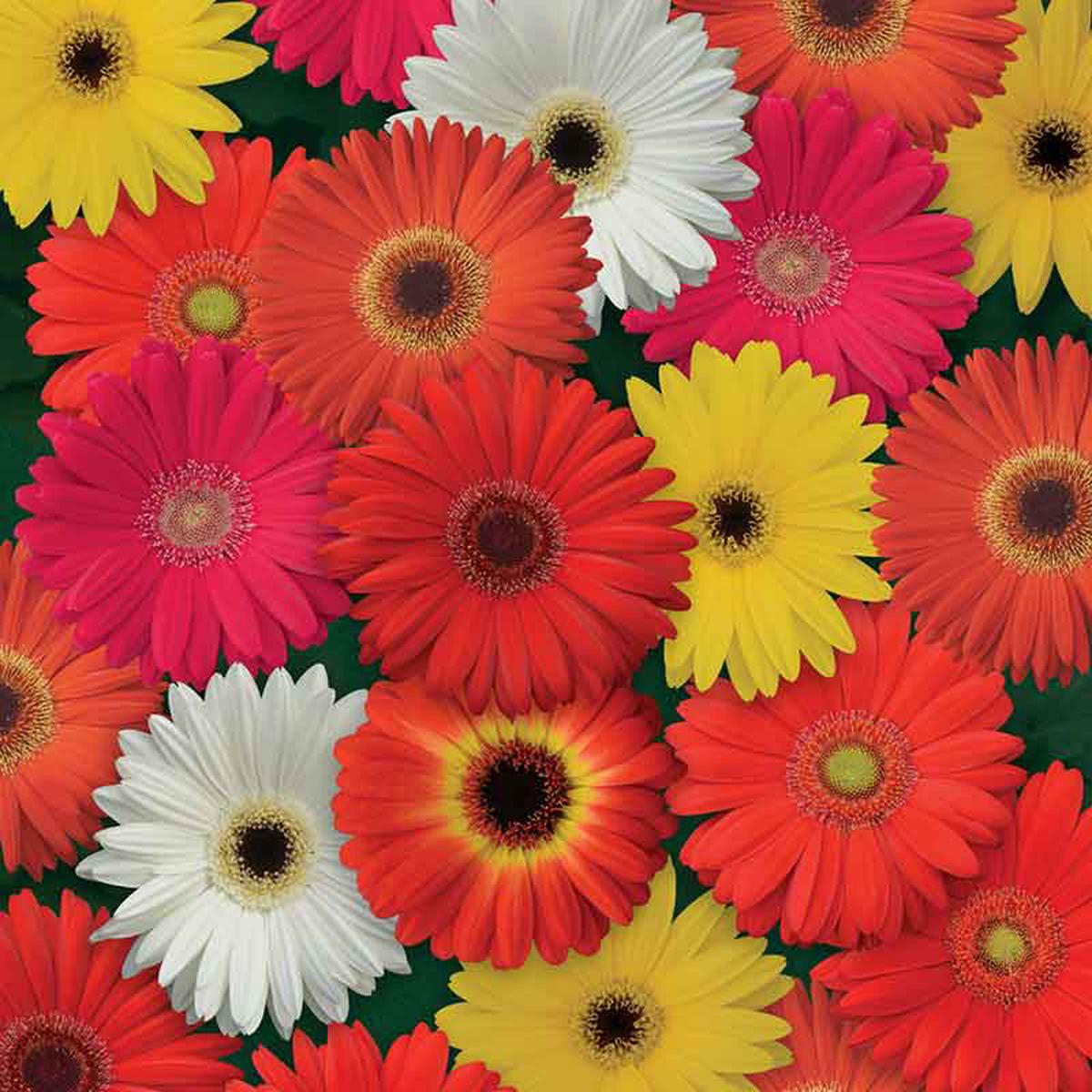 Gerbera Daisy Seeds - ColorBloom Mix
