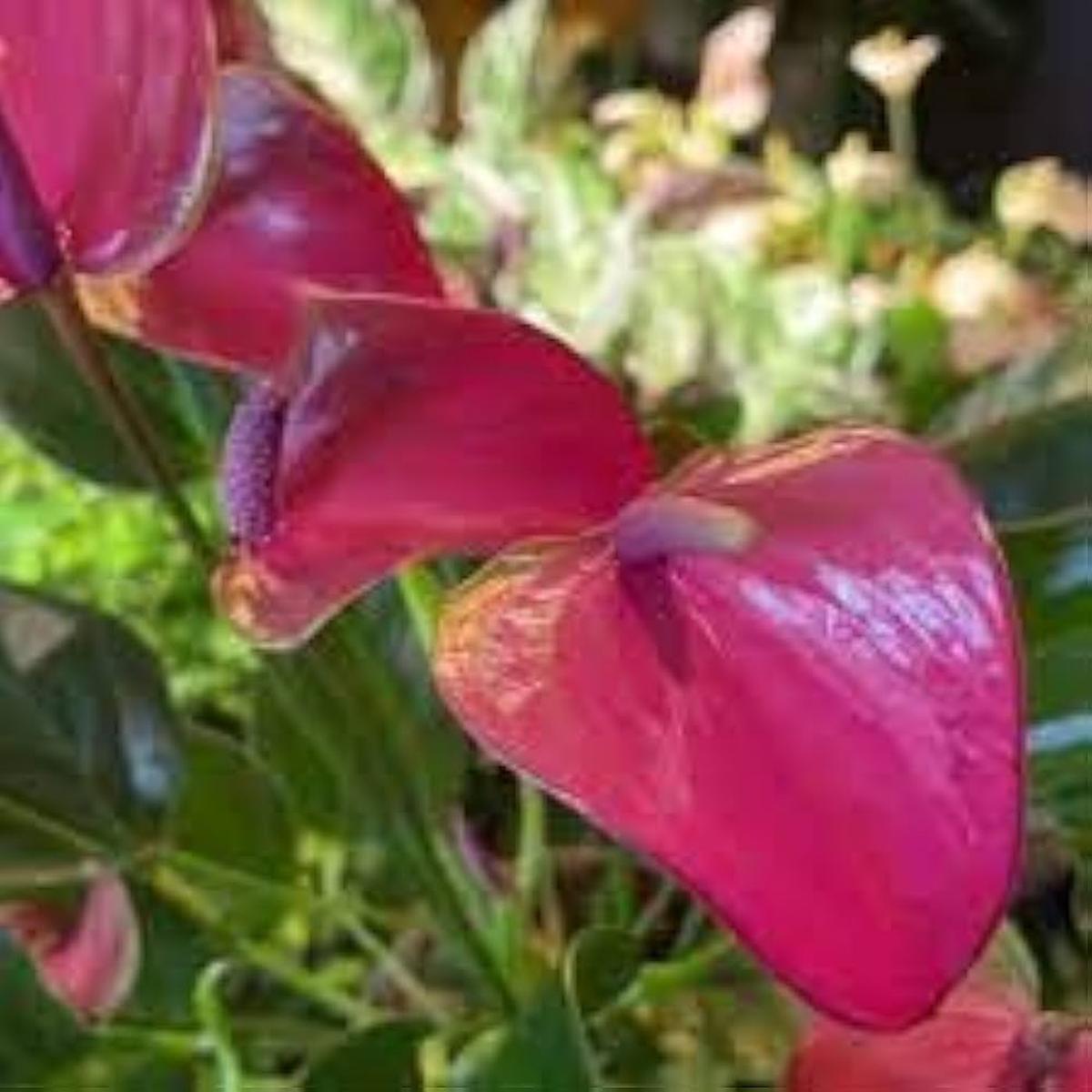 Green Pink Anthurium Flower Fresh Growing Stunning Anthurium Flowers Flower Seeds Home