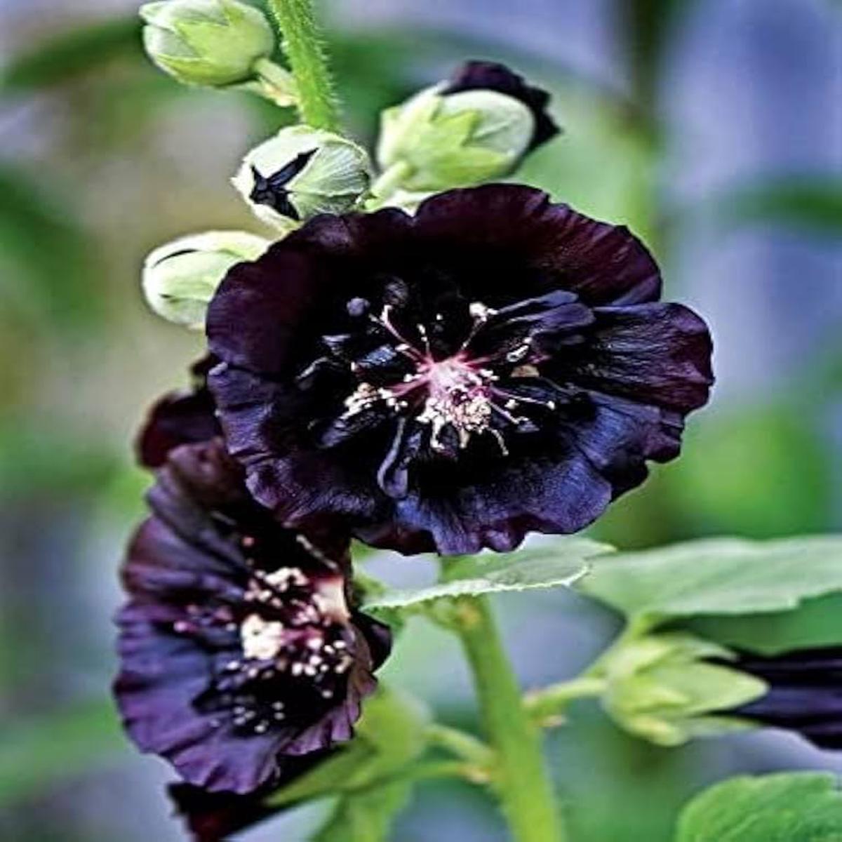 Happy Lights Mallow Mg Biennial Flower Garden Landscaping Flower Seeds Home Garden