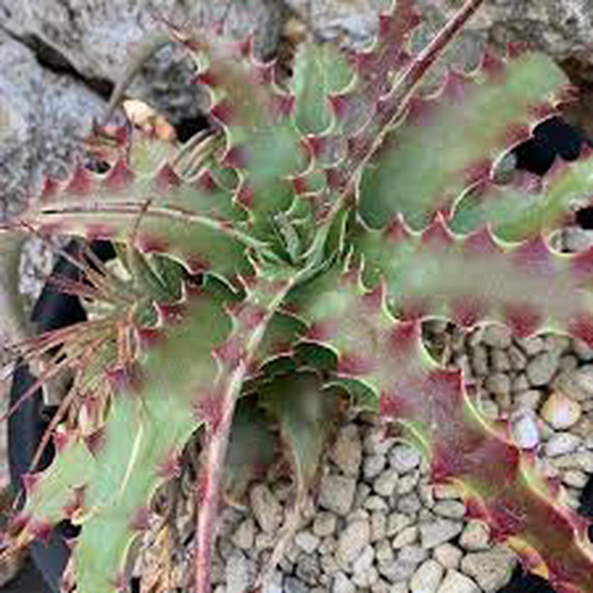 Hechtia Sp Tehuacan Flower seeds for Planting - Pollinator Friendly, Heirloom & GMO Free Seeds for Home Garden